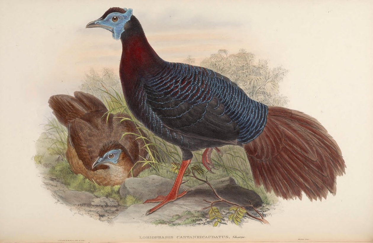 Lobiophasis castaneicaudatus = Lophura bulweri av John Gould