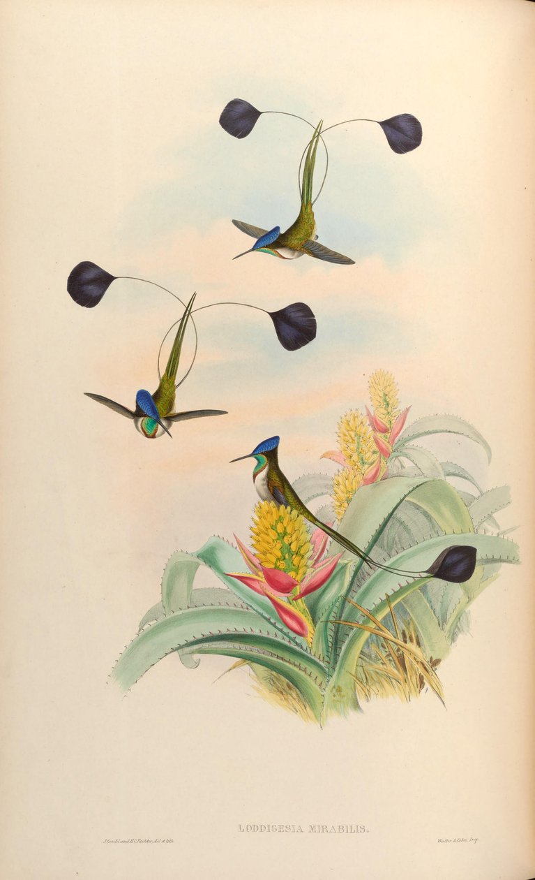 Loddigesia mirabilis av John Gould
