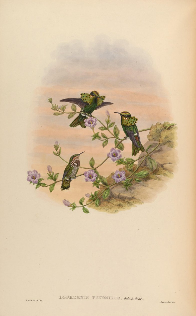 Lophornis pavoninus av John Gould