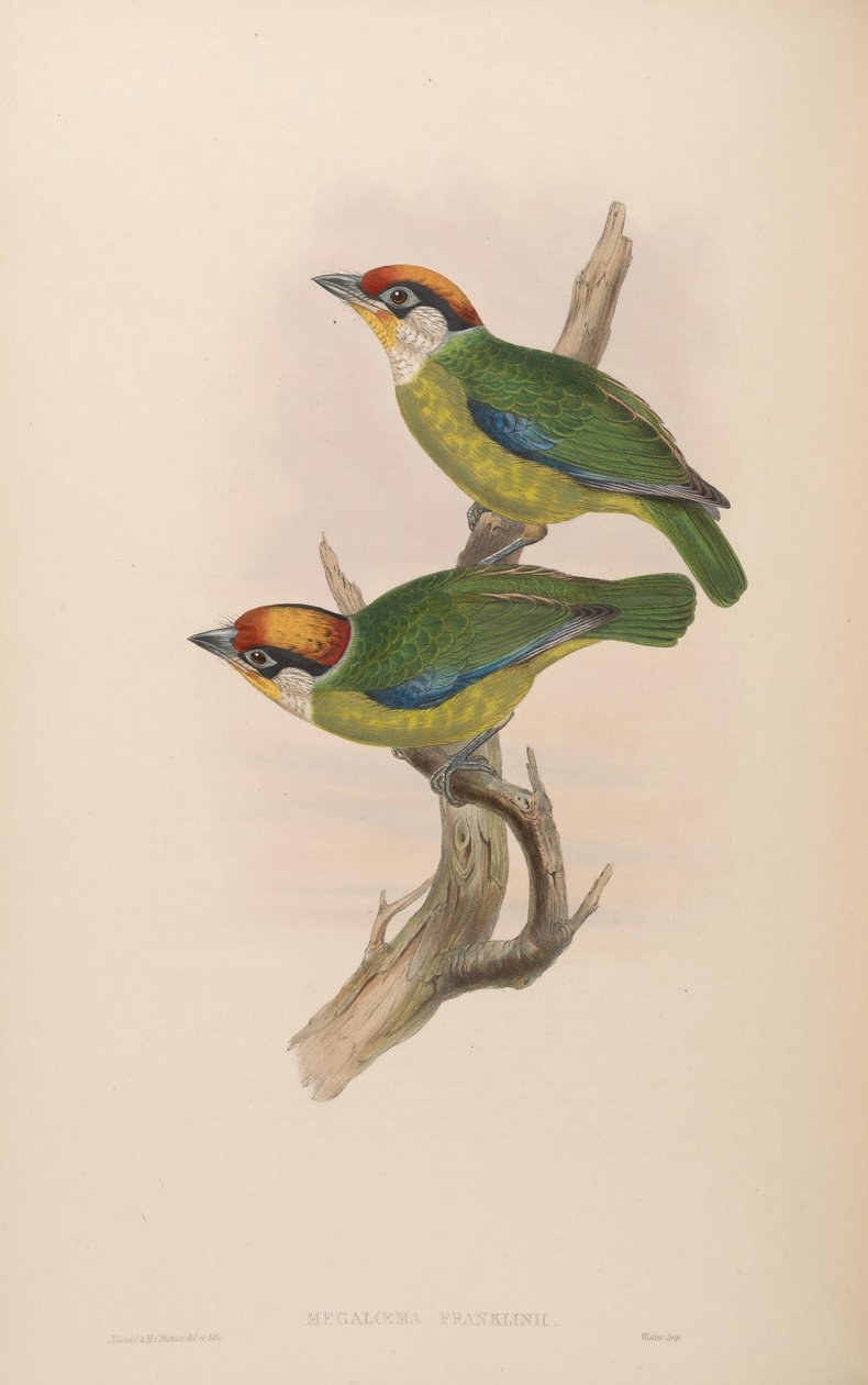 Megalaema franklinii = Megalaima franklinii av John Gould