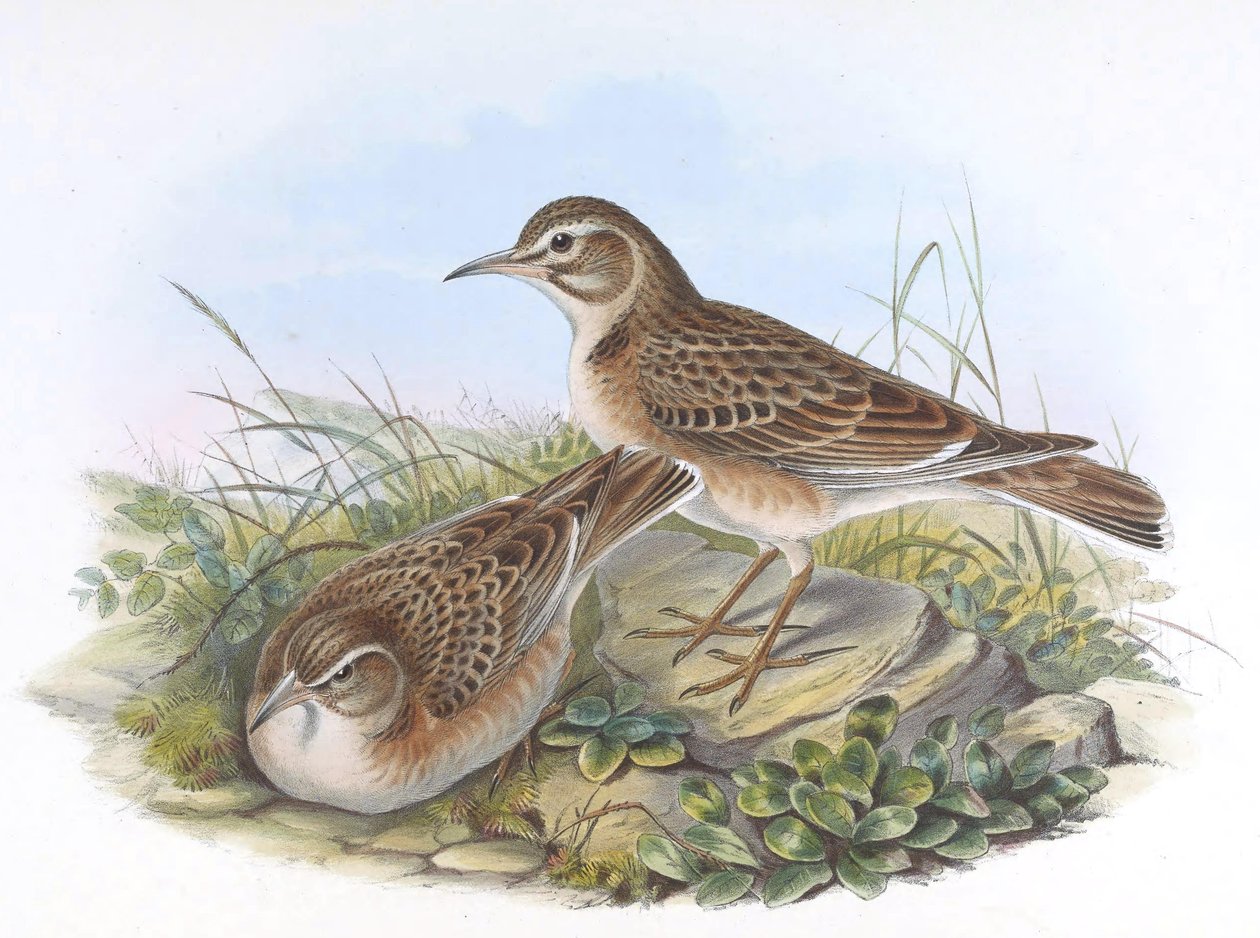 Melanocorypha maxima av John Gould