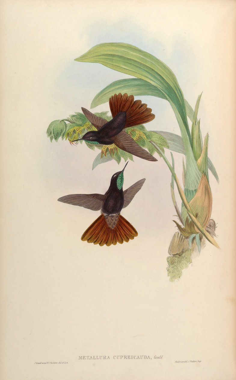 Metallura Cupreicuda = Metallura Phoebe Cupreicauda av John Gould