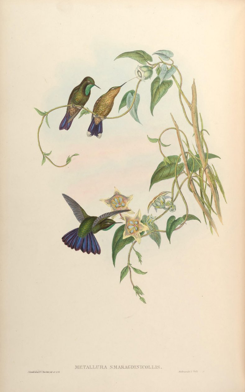 Metallura smaragdinicollis = Metallura tyrianthina smaragdinicollis av John Gould