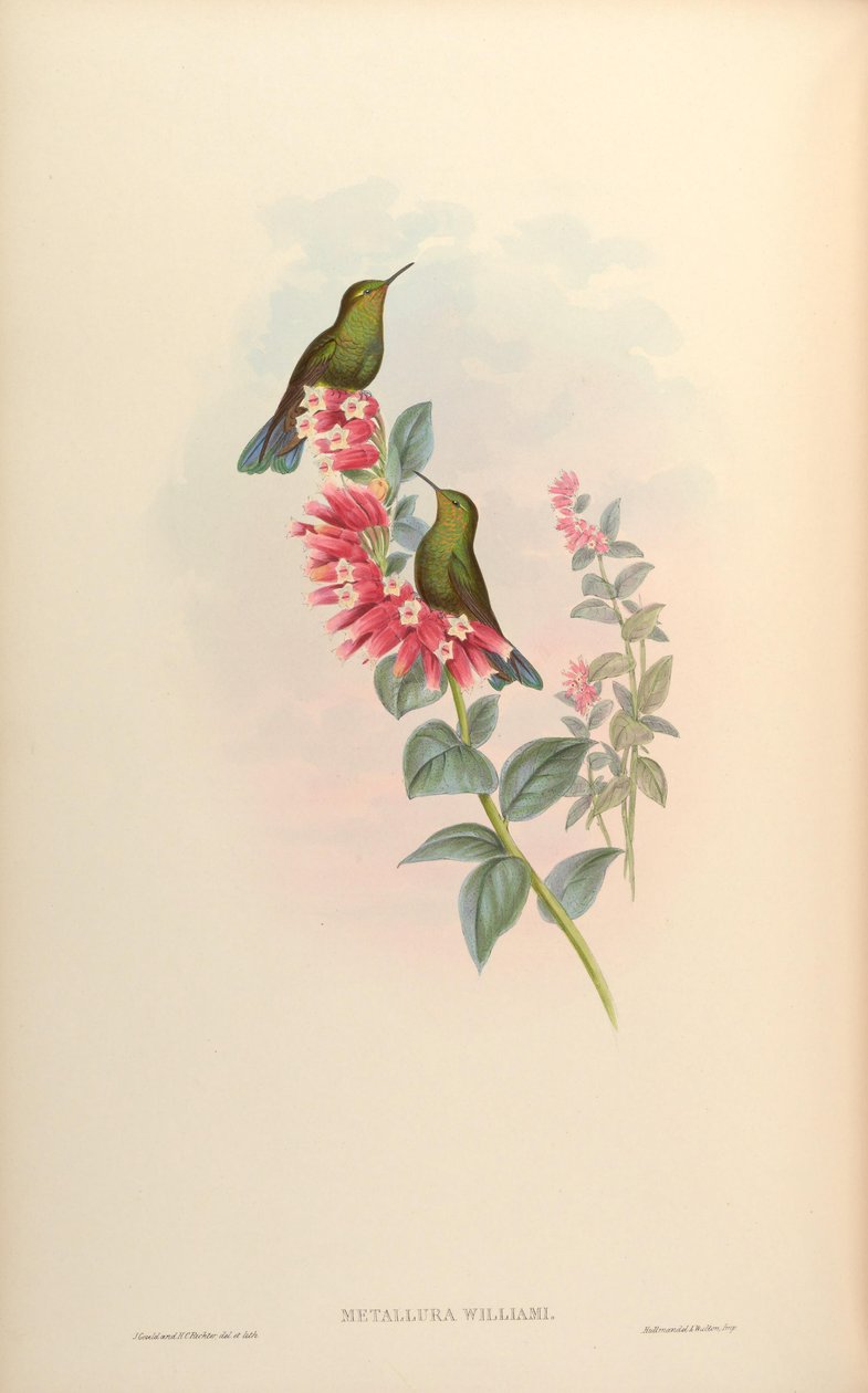 Metallura williami av John Gould