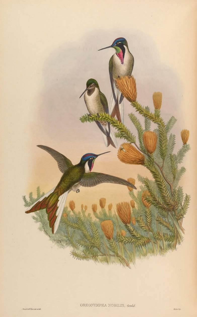 Oreonympha av John Gould