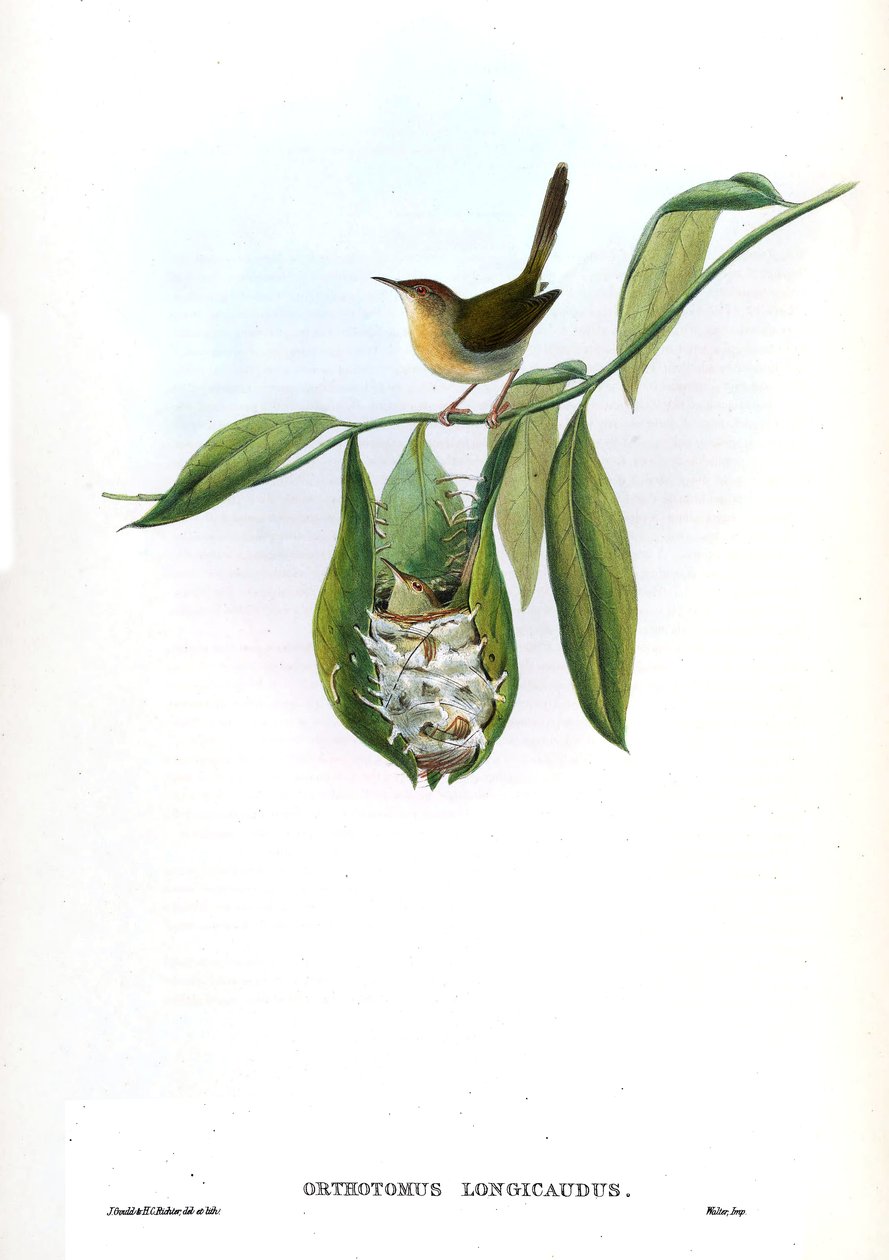 Orthotomus longicaudus = Orthotomus sutorius longicaudus av John Gould