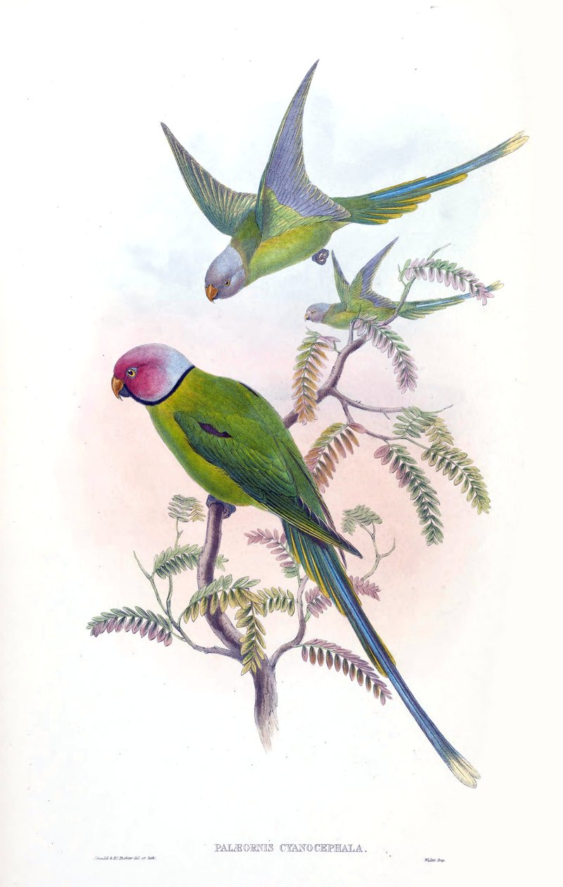 Palaeornis cyanocephalus = Psittacula cyanocephala[2] av John Gould