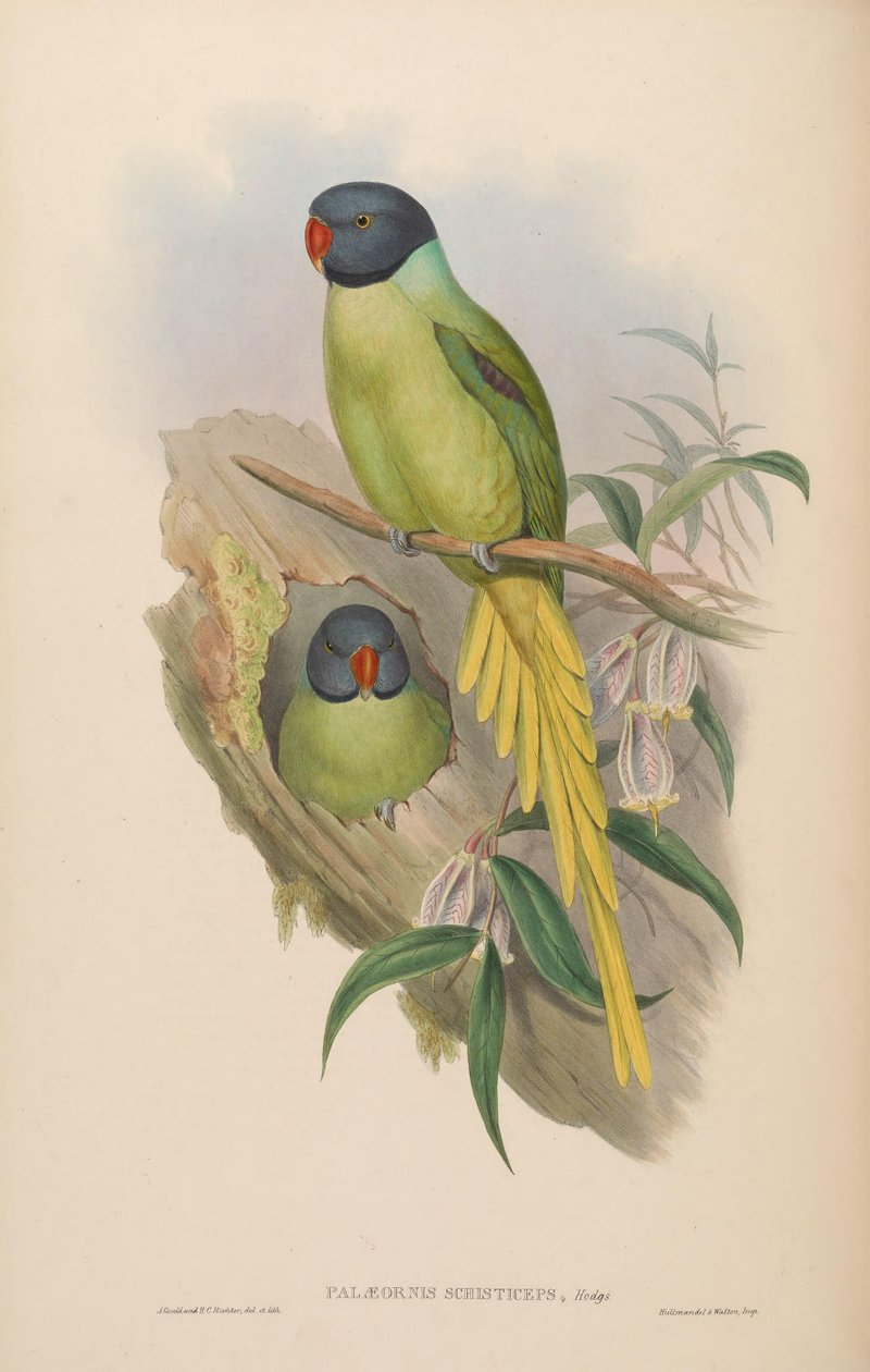 Palaeornis schisticeps = Psittacula finschii av John Gould