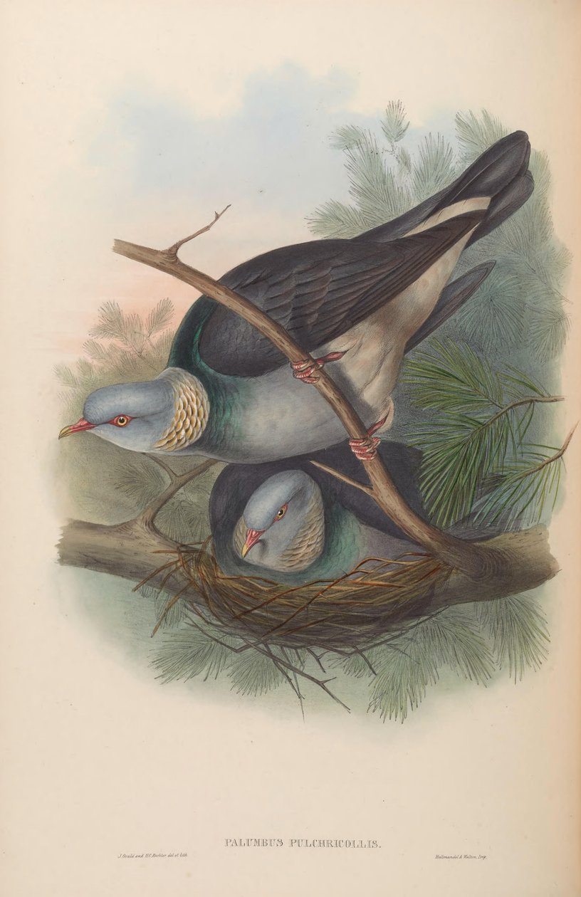 Palumbus pulchricollis = Columba pulchricollis av John Gould