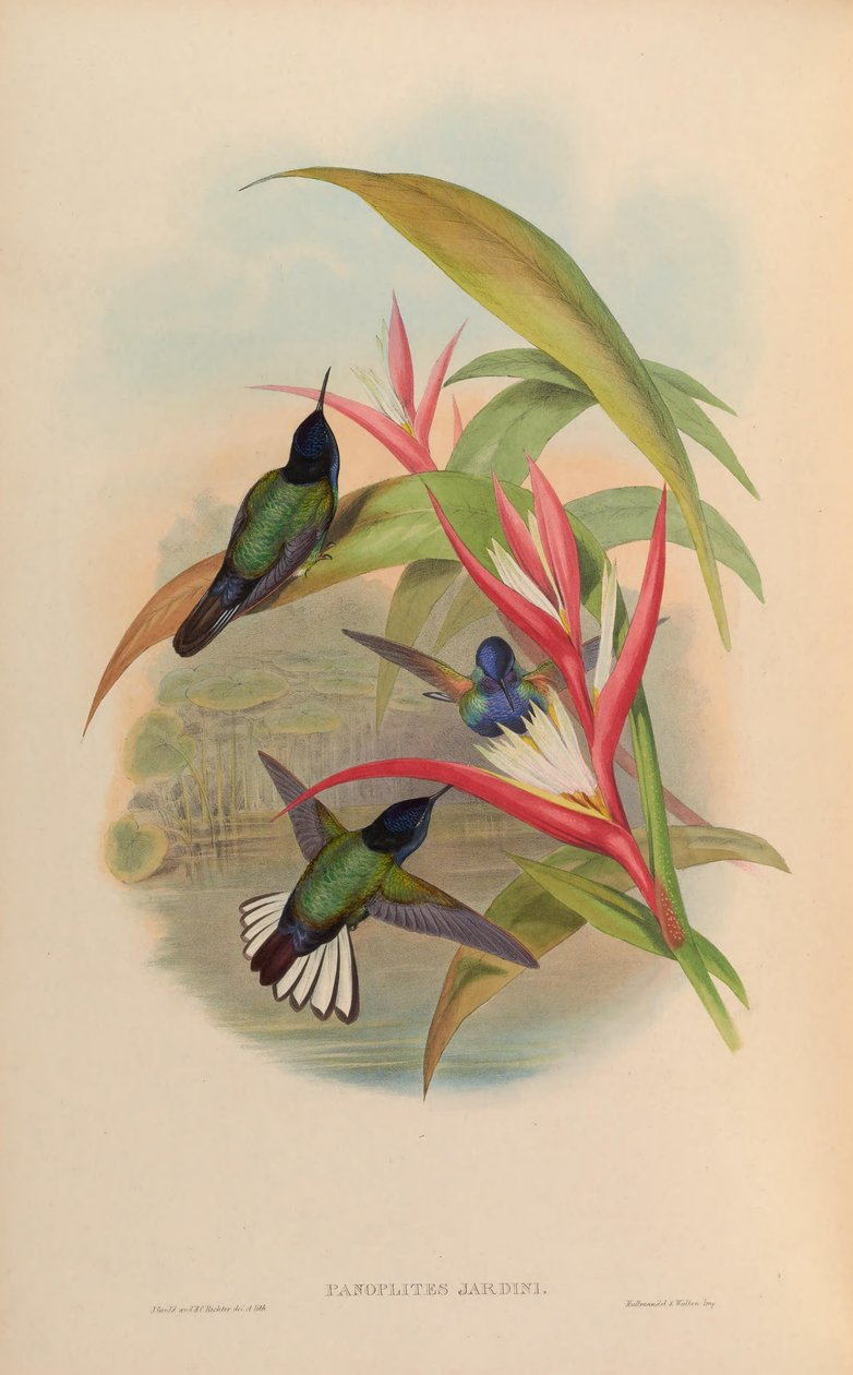 Trädgårdspanopliter = Boissonneaua jardini av John Gould