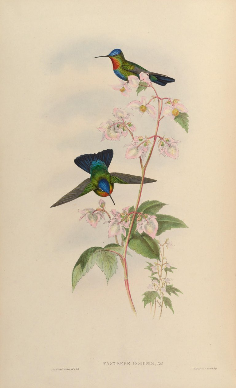 Panterpes av John Gould