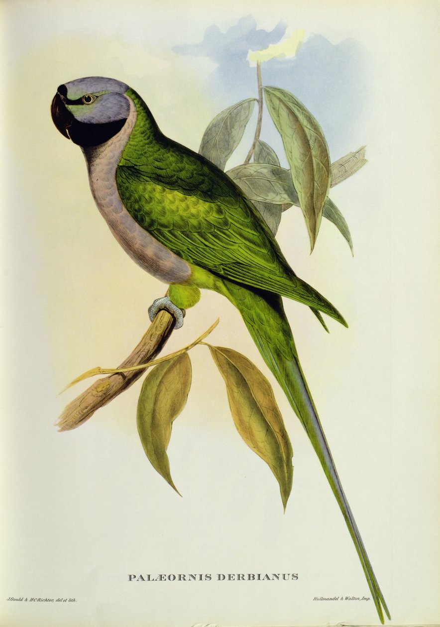 Parakeet: Palaeornis Derbianus, c.1850swed av John Gould