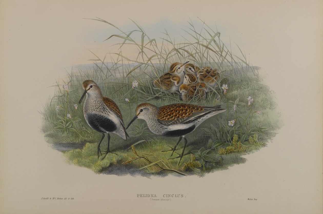 Pelinda Cinclus, sommarfjäderdrakt - Dunlin av John Gould