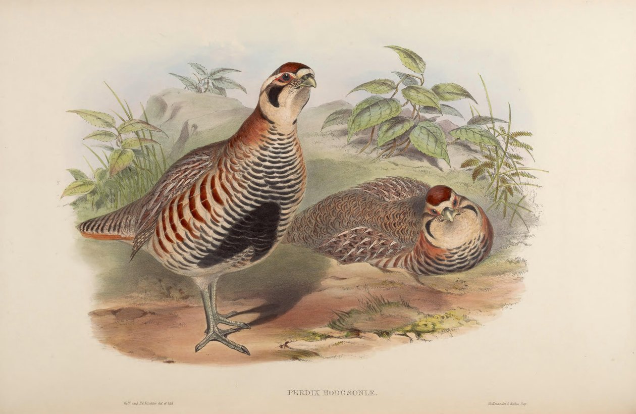 Perdix hodgsoniae av John Gould