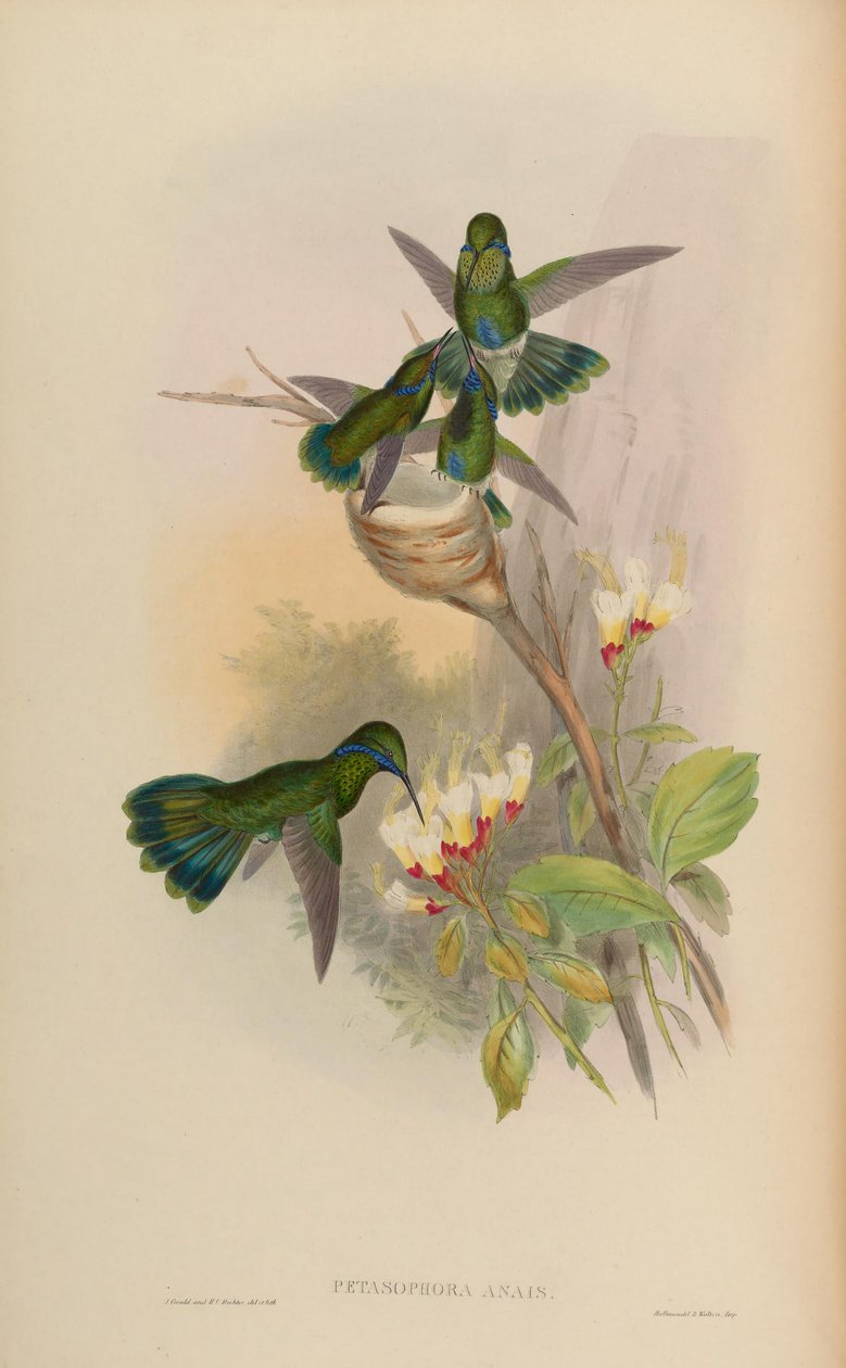 Petasophora anais = Colibri blinkande av John Gould