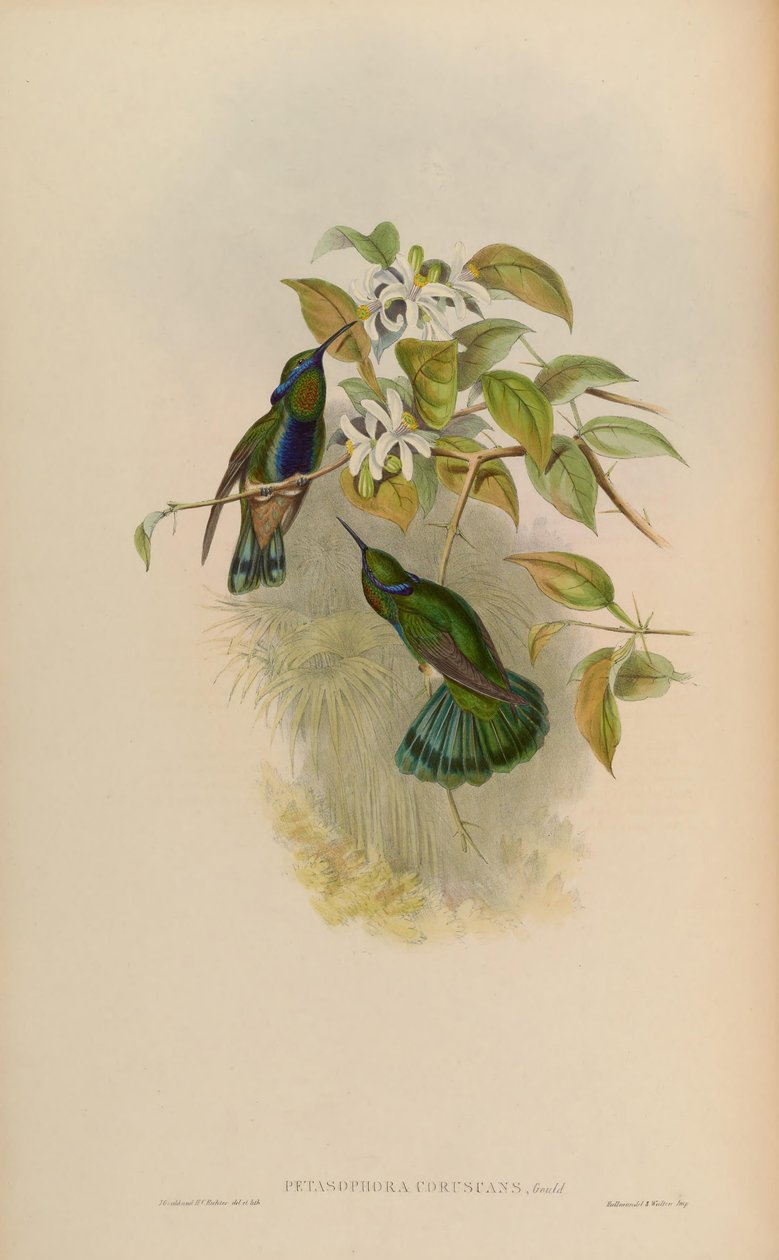 Petasophora blinkar = Colibri blinkar av John Gould