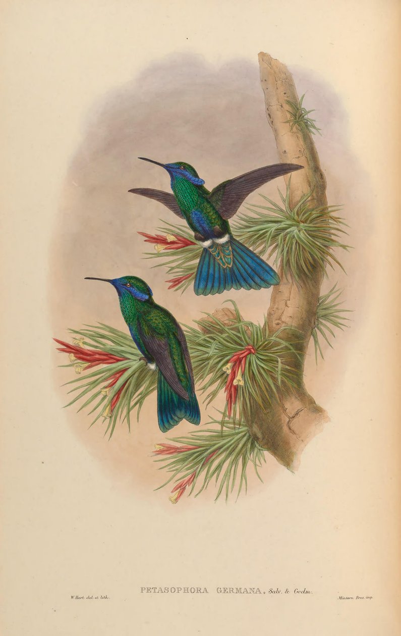 Petasophora germana = Colibri blinkande germanus av John Gould