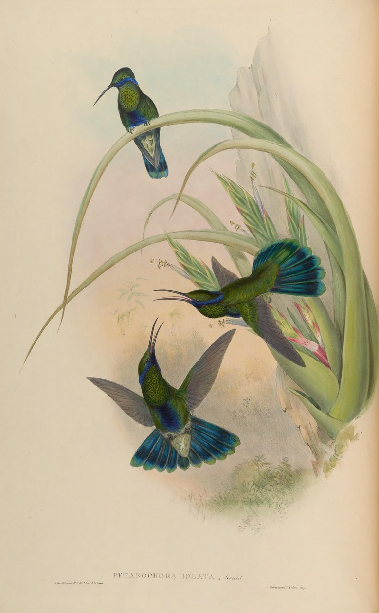Petasophora iolata = Colibri blinkande av John Gould