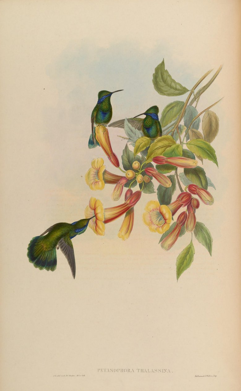 Petasofora skaldjur = Kolibri skaldjur av John Gould