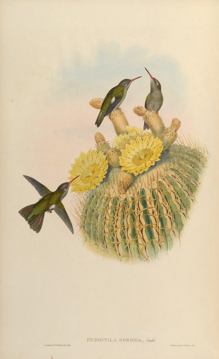 Phaeoptila sordidus = Cynanthus sordidus av John Gould