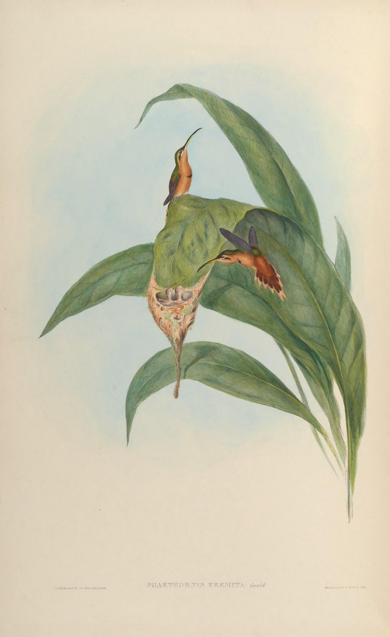 Phaethornis eremita = Phaethornis ruber ruber av John Gould