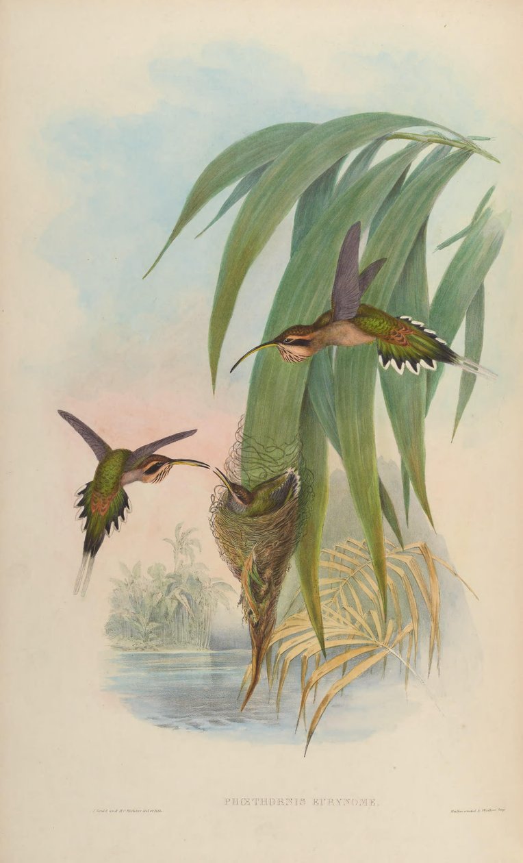 Phaethornis eurynome av John Gould