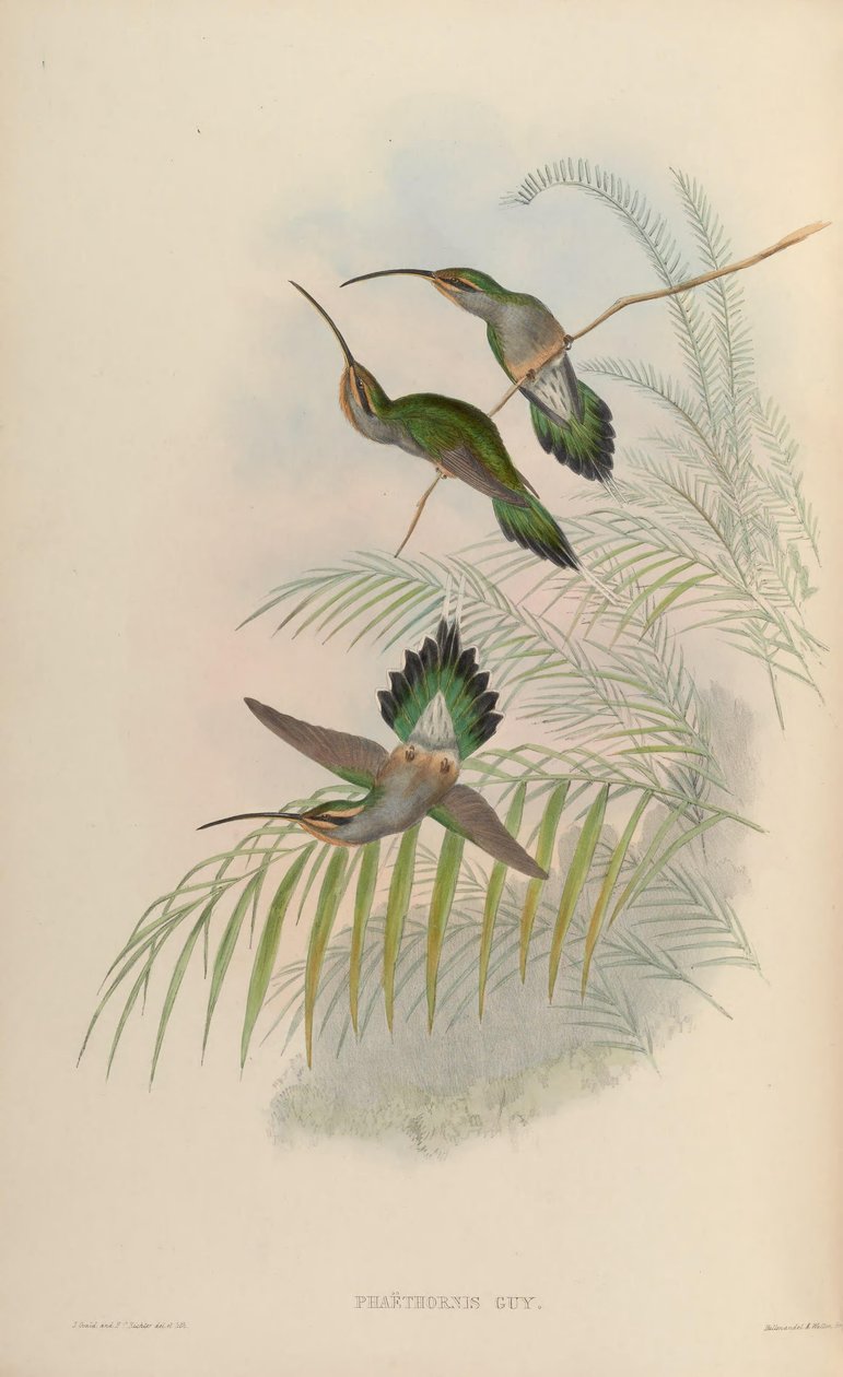 Phaethornis -kille av John Gould