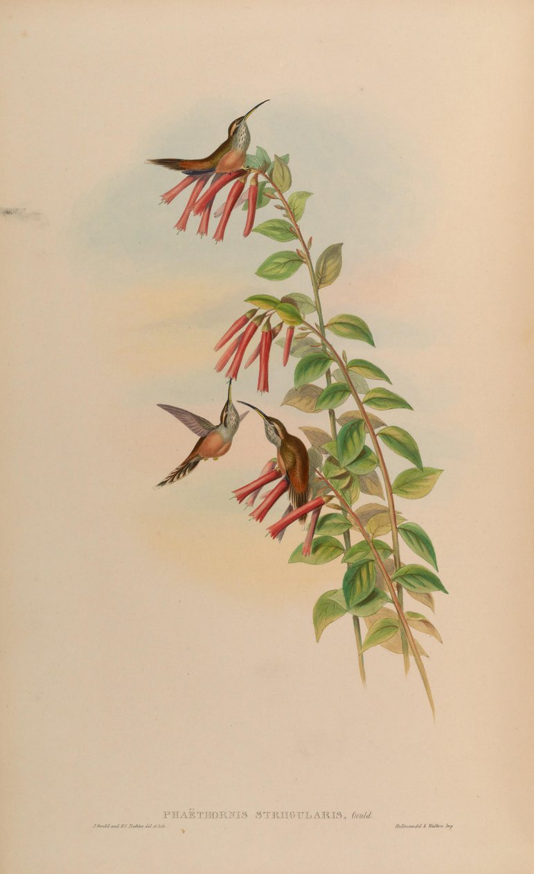 Phaethornis striigularis av John Gould