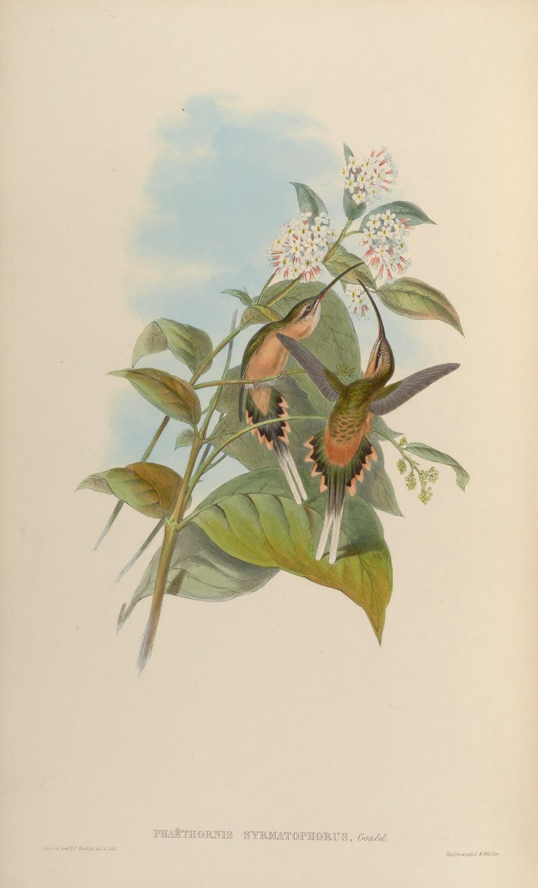 Phaethorn trådhållare av John Gould