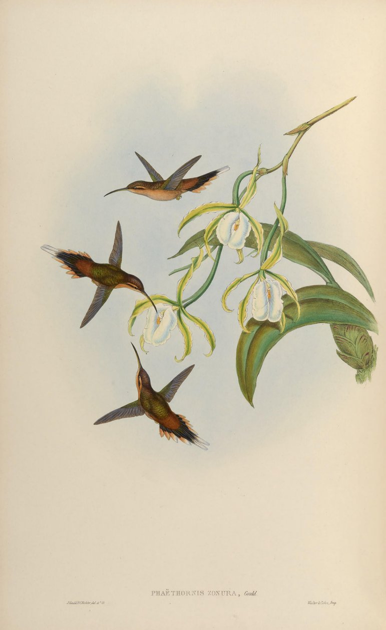 Phaethornis zonura = Phaethornis griseogularis zonura av John Gould