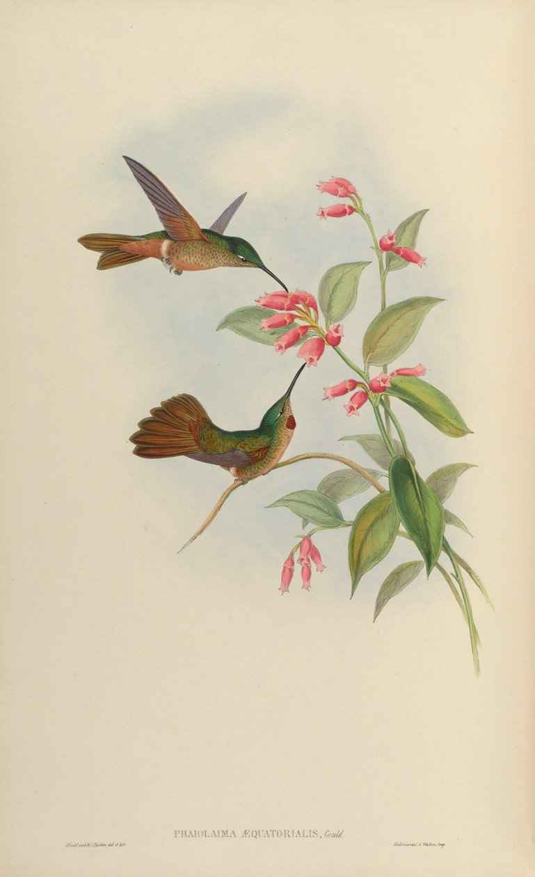 Phaiolaema concolor = Heliodoxa rubinoides lika av John Gould