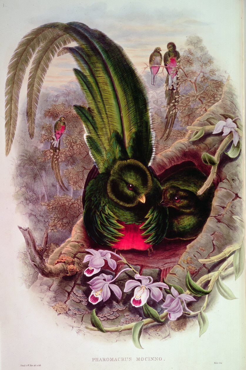 Pharomachrus Mocinno, graverad av T. Walter av John Gould