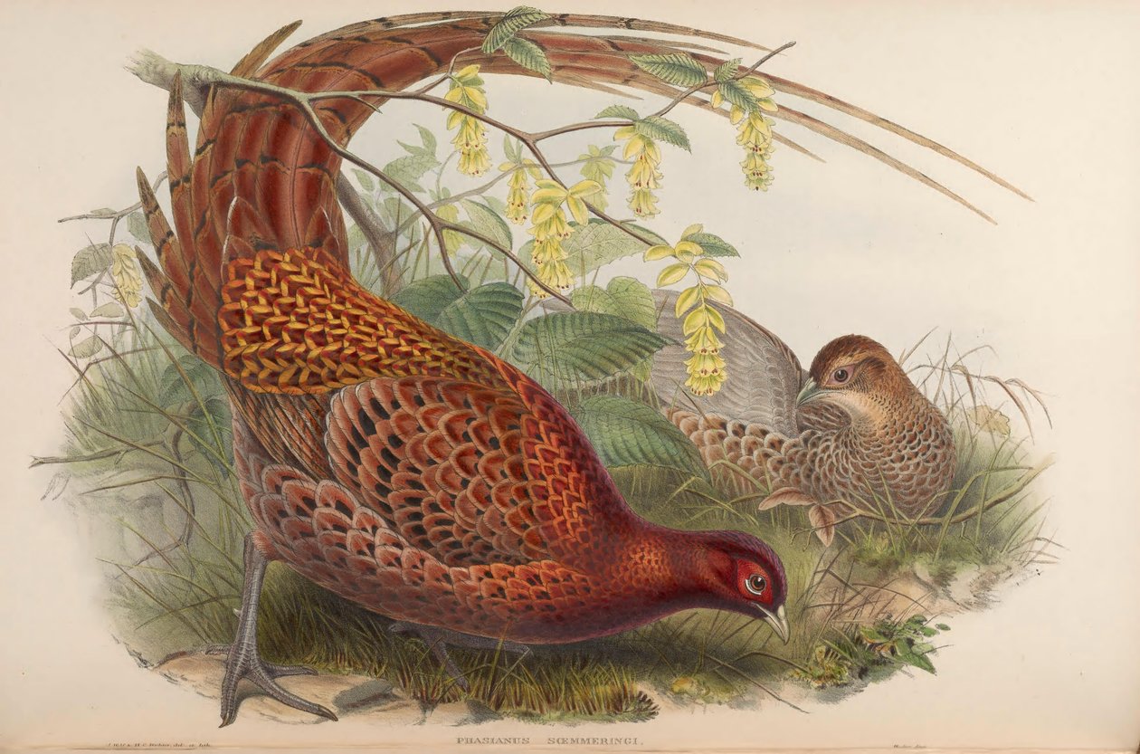 Phasianus soemmerringii = Syrmaticus soemmerringii av John Gould