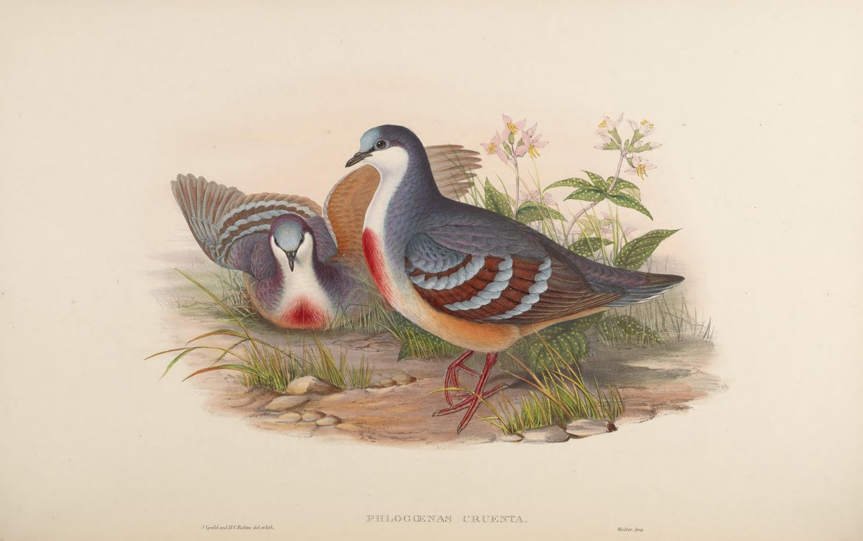 Phlogoenas cruenta = Gallicolumba luzonica av John Gould