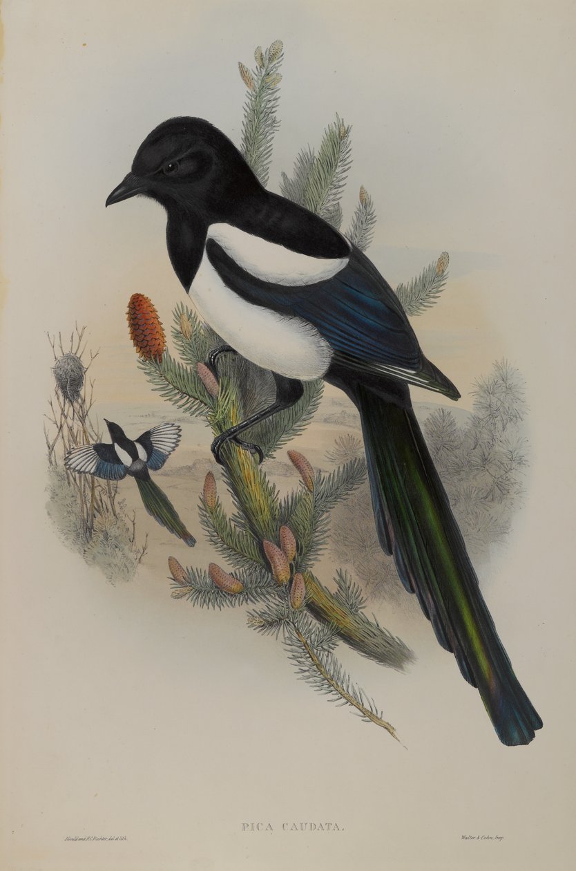 Pica Caudata - Elritsa av John Gould