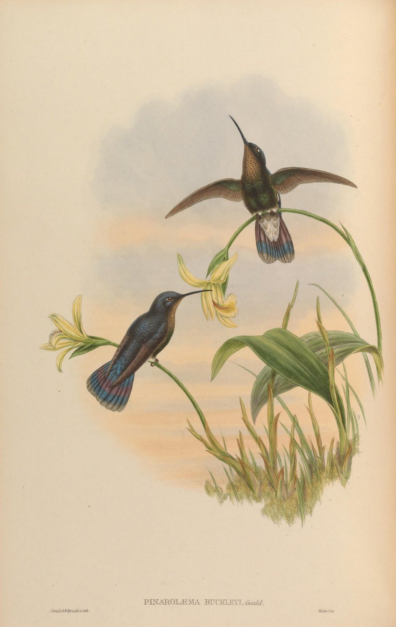 Pinarolaema buckleyi = Colibri blinkande av John Gould