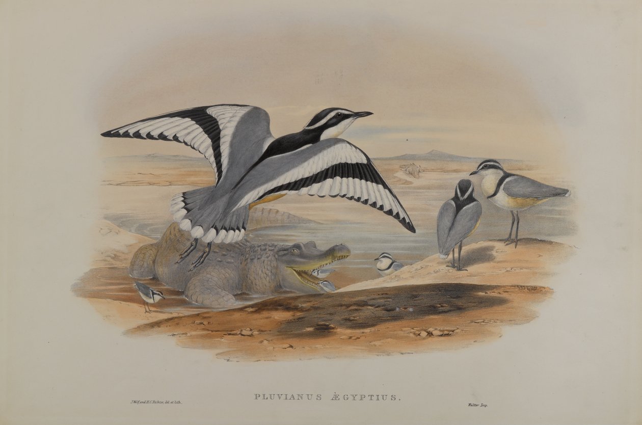 Pluvius den egyptier av John Gould