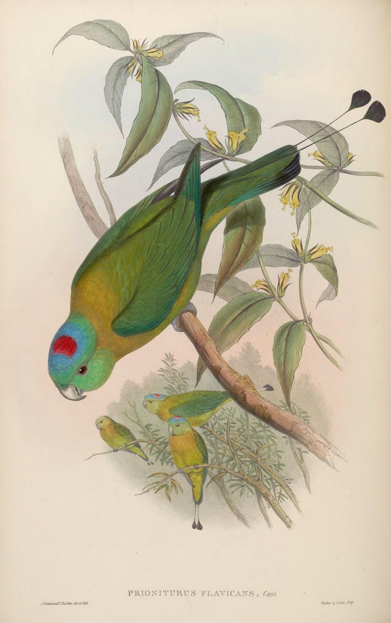 Prioniturus flavicans av John Gould