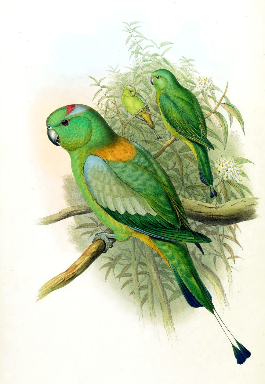 Prioniturus setarius = Prioniturus platurus av John Gould