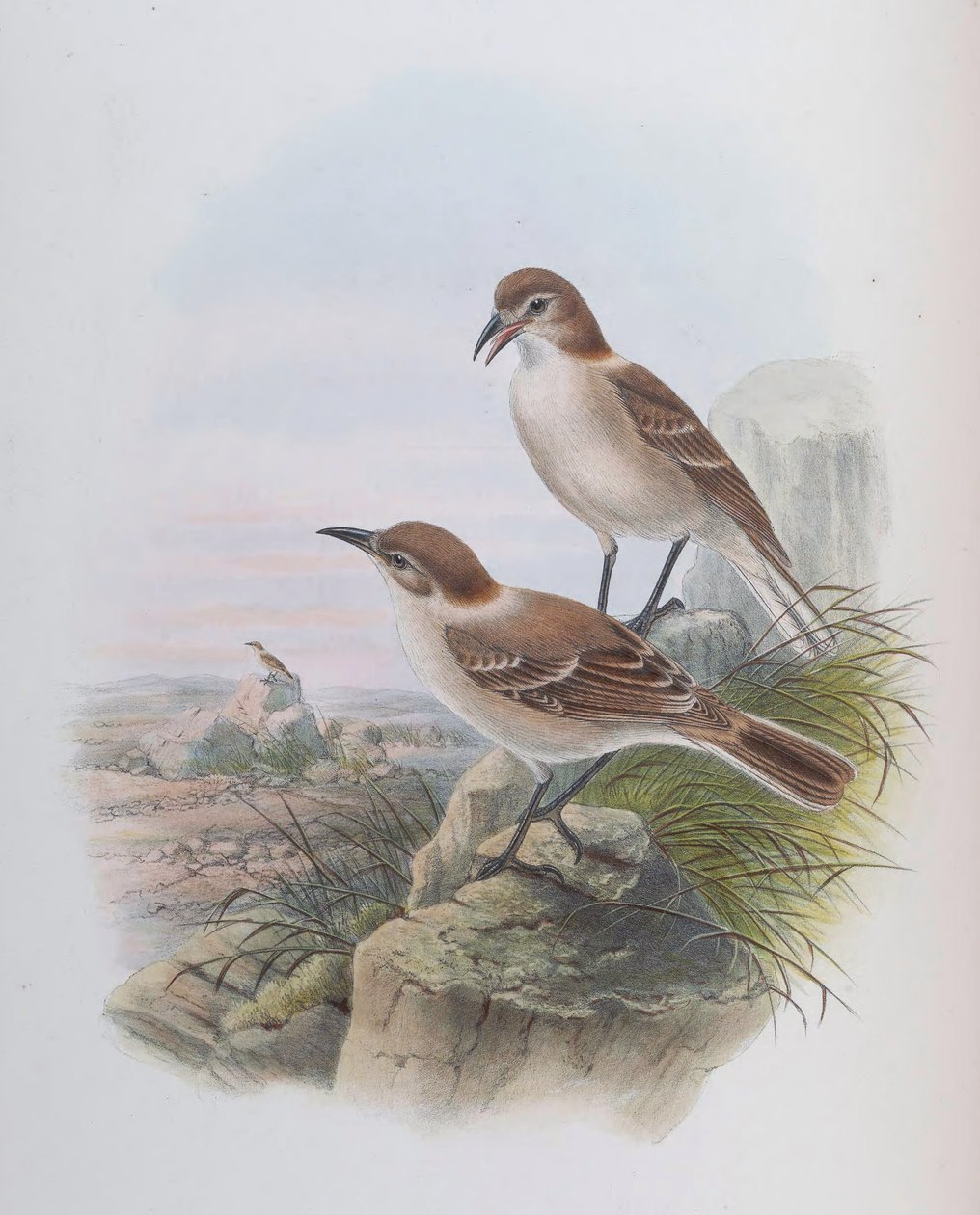 Pseudopodoces låg (syn. Parus låg) av John Gould