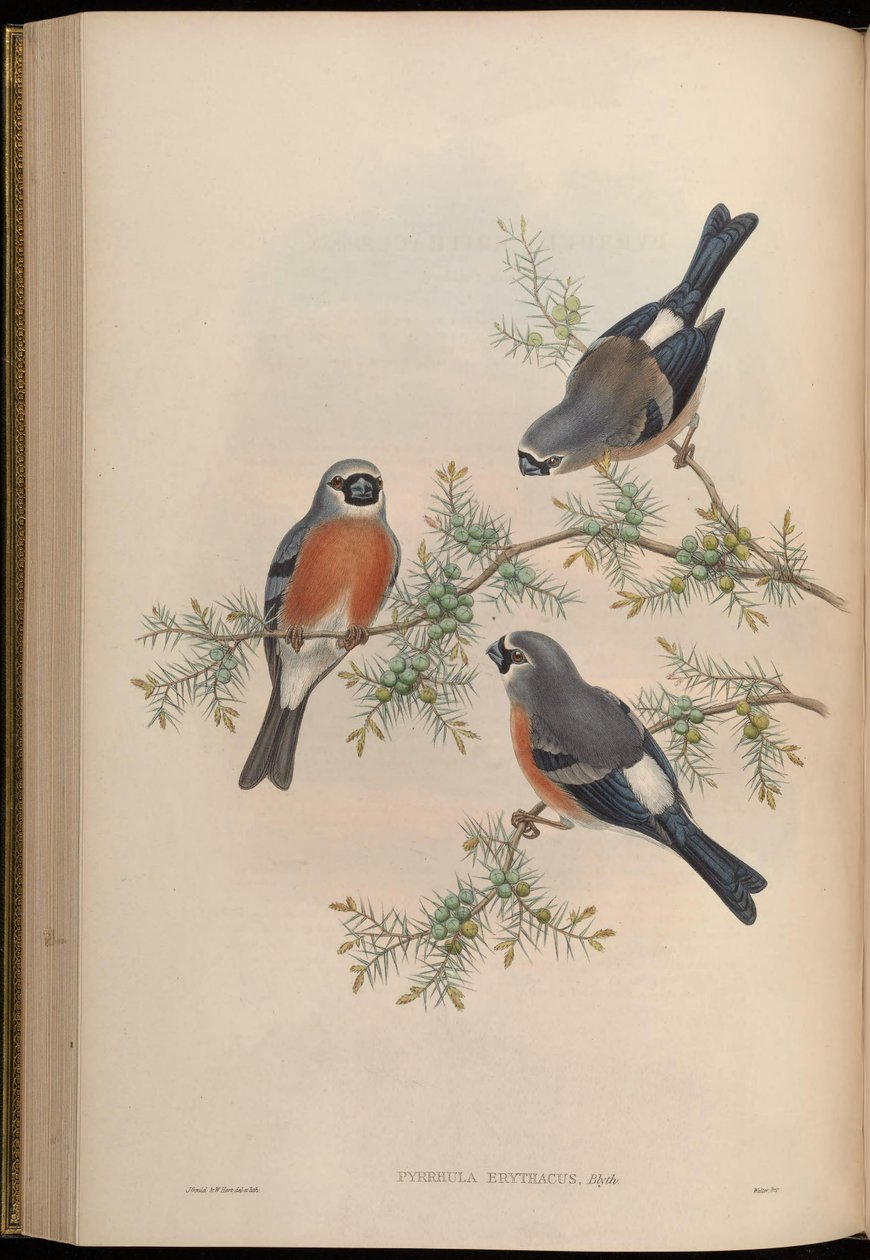 Pyrrhula erithacus av John Gould