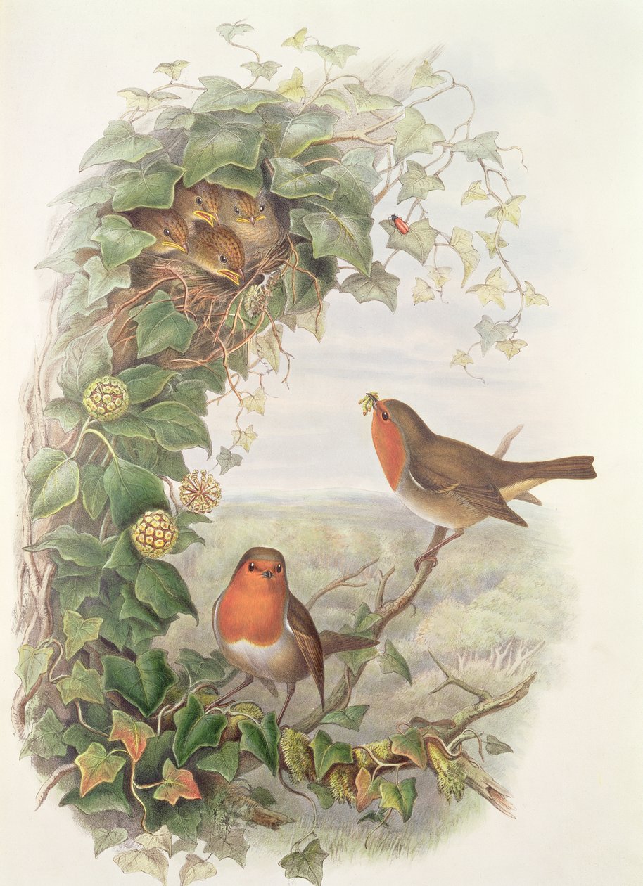 Robin, 1873 (wc, blyertspenna på papper) av John Gould
