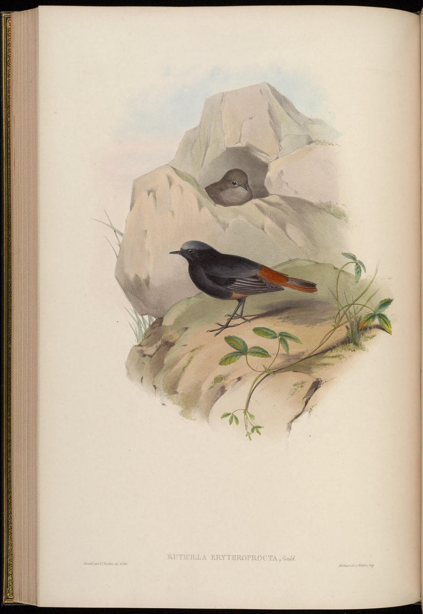 Ruticilla erythroprocta = Phoenicurus ochruros av John Gould