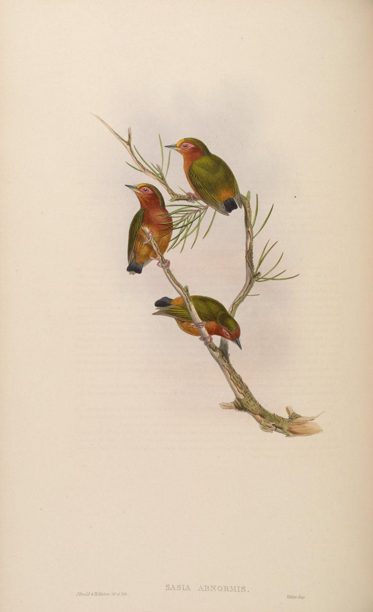 Sasia abnormis av John Gould