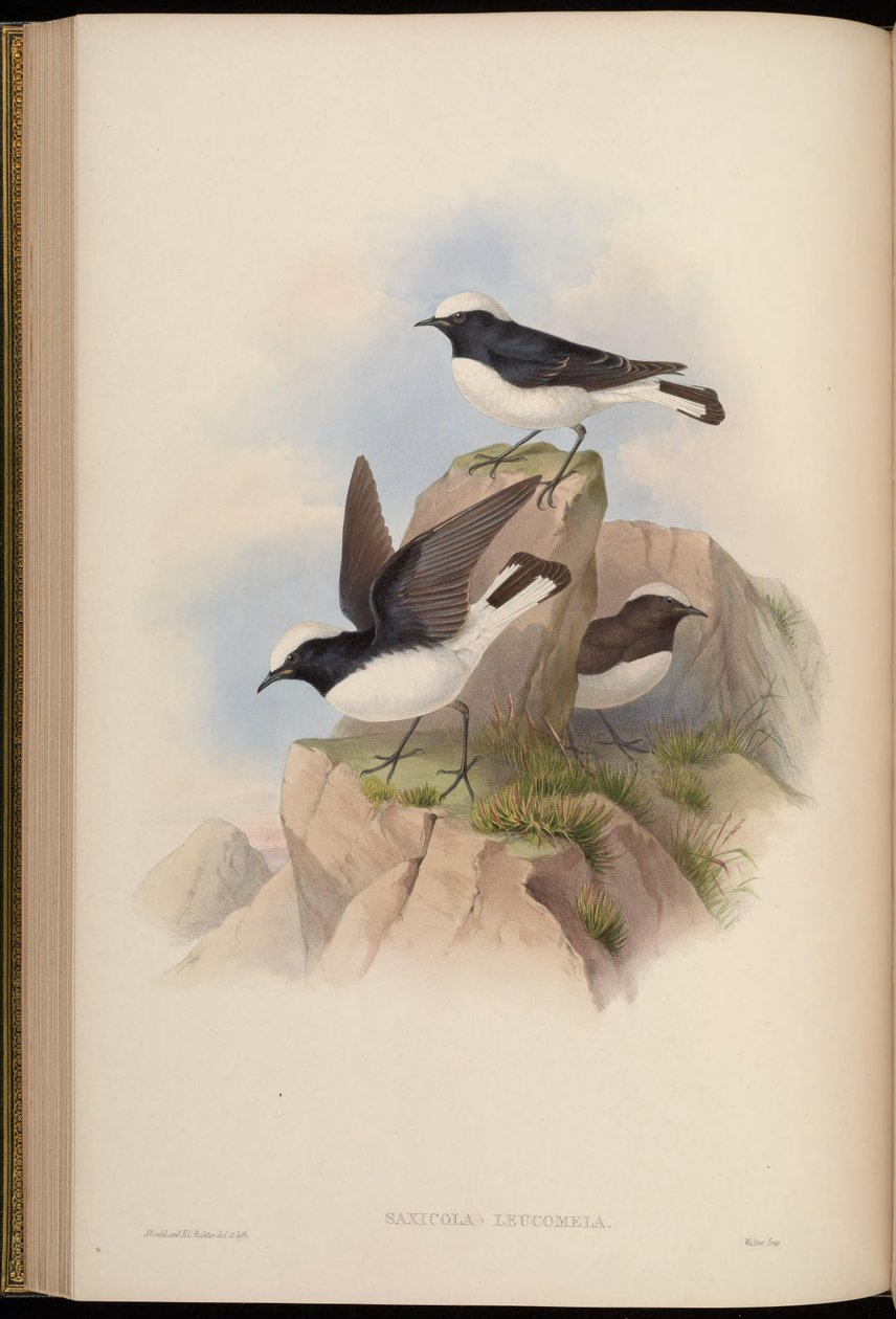 Saxicola leucomela = Oenanthe pleschanka av John Gould