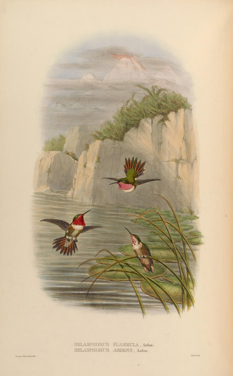 Selasphorus ardens hane, hona Selasphorus flammula hane av John Gould