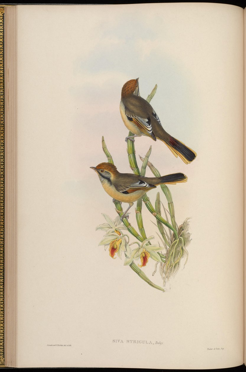Siva strigula =  Minla strigula av John Gould