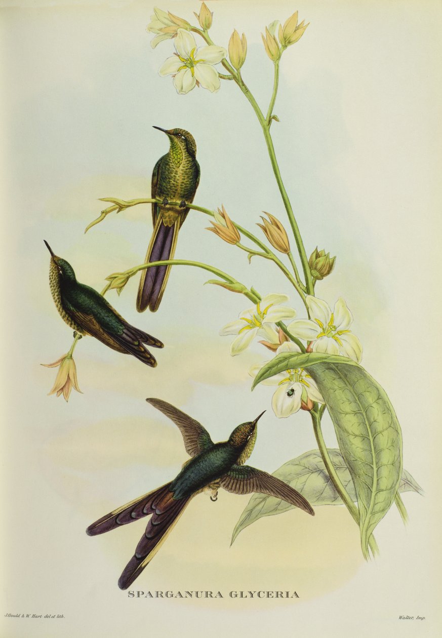 Sparganura Glyceria, från "Tropical Birds" av John Gould