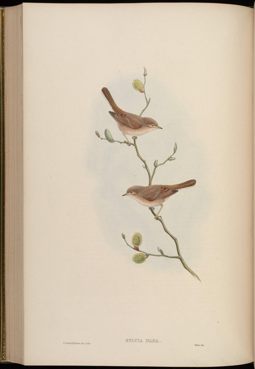 Sylvia nana av John Gould