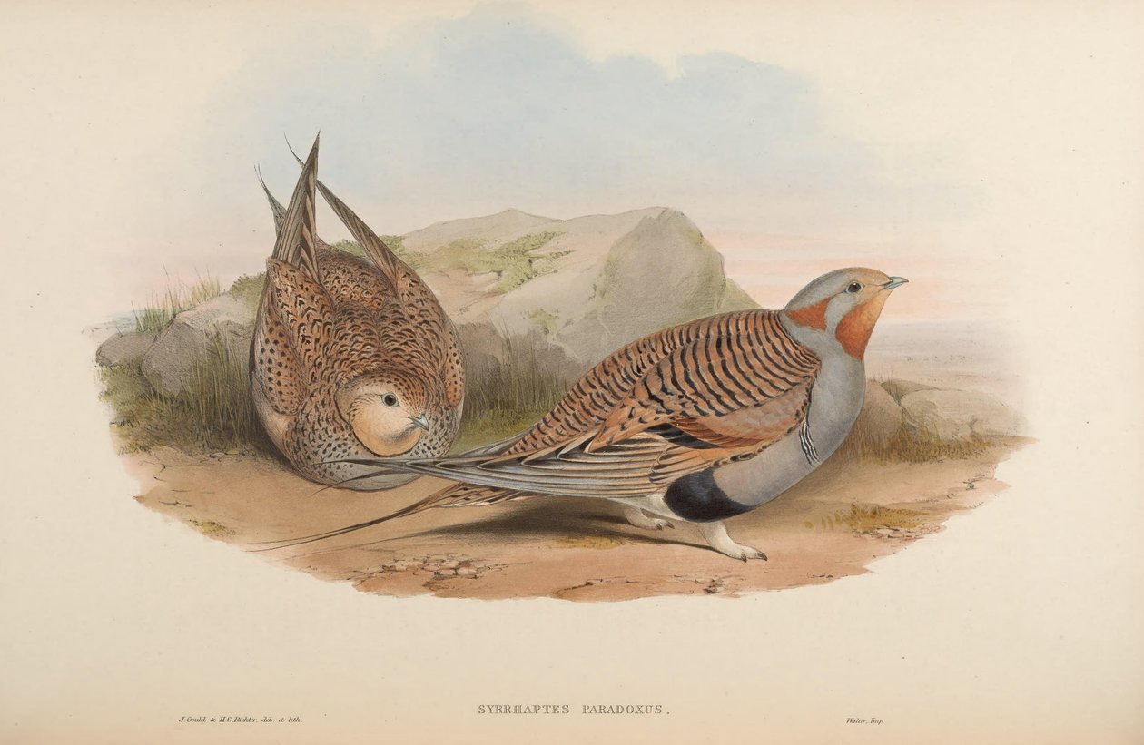Syrrhaptes paradoxus av John Gould